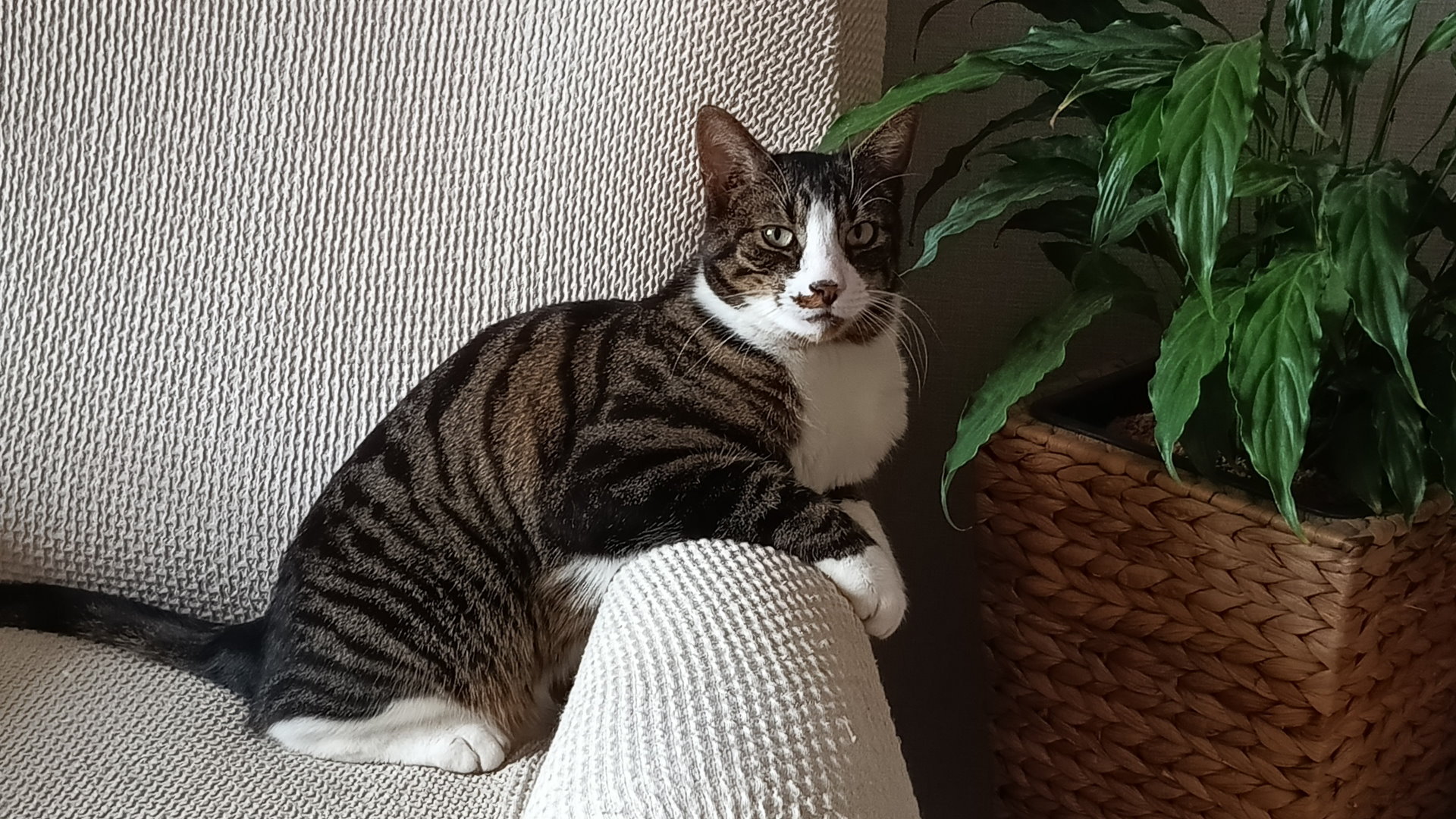 Hintergrundbild